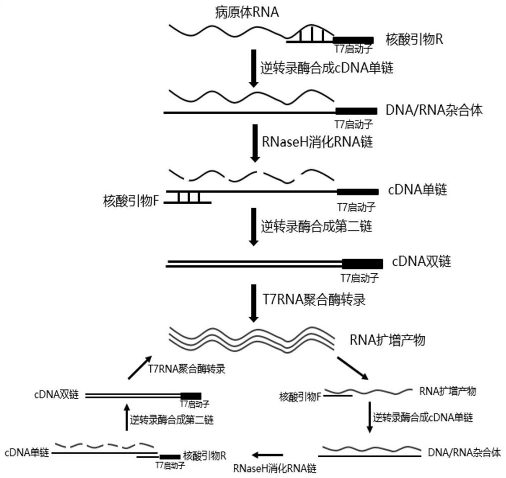 Kit for simultaneous detection of nucleic acids of seven respiratory pathogens and application thereof