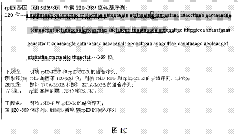 Fluorescent PCR method to identify drug-resistant mutations of Campylobacter jejuni and macrolides