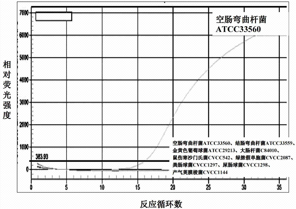 Fluorescent PCR method to identify drug-resistant mutations of Campylobacter jejuni and macrolides