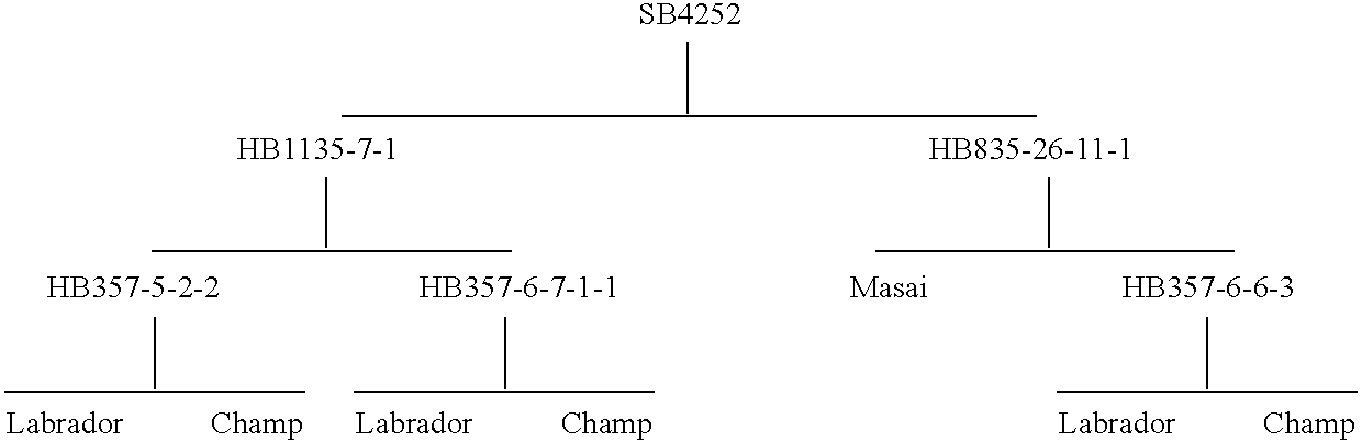 Garden bean named SB4252