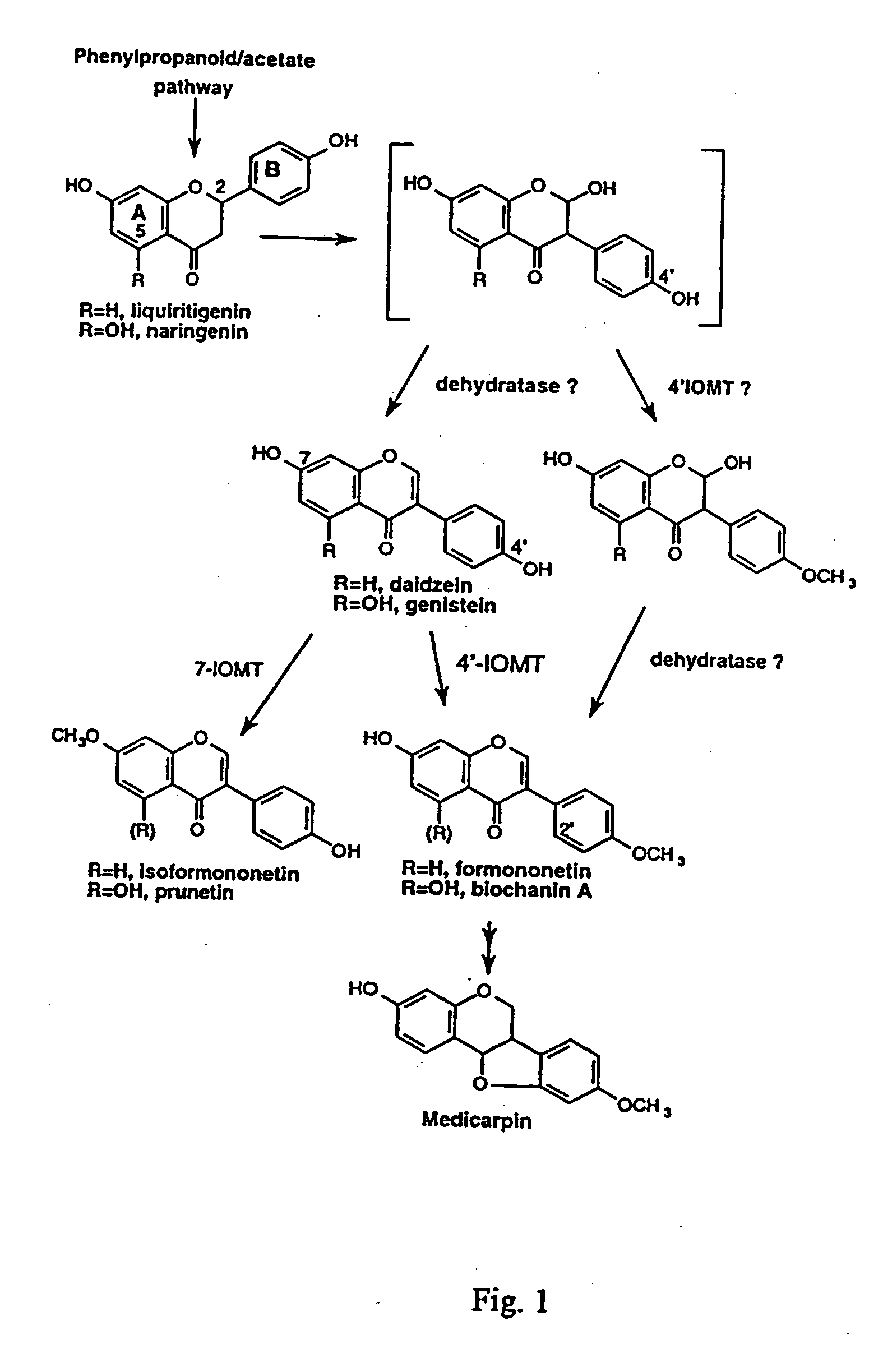 Isoflavonoid methylation enzyme