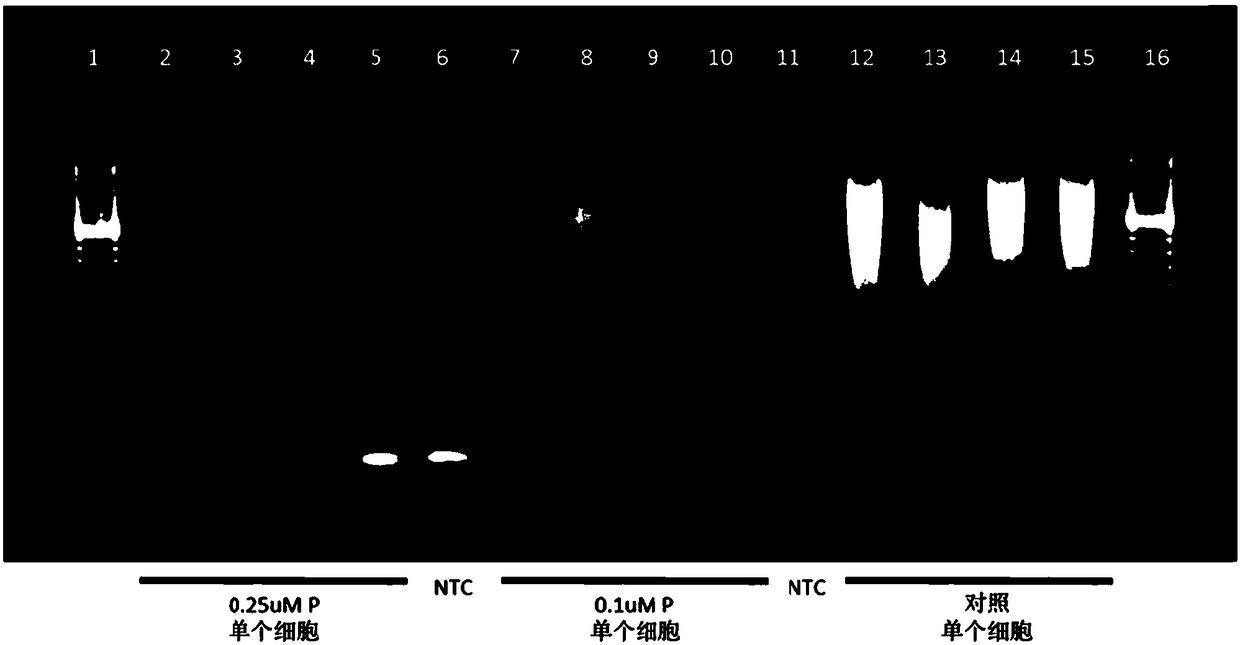 Amplification of target sequences