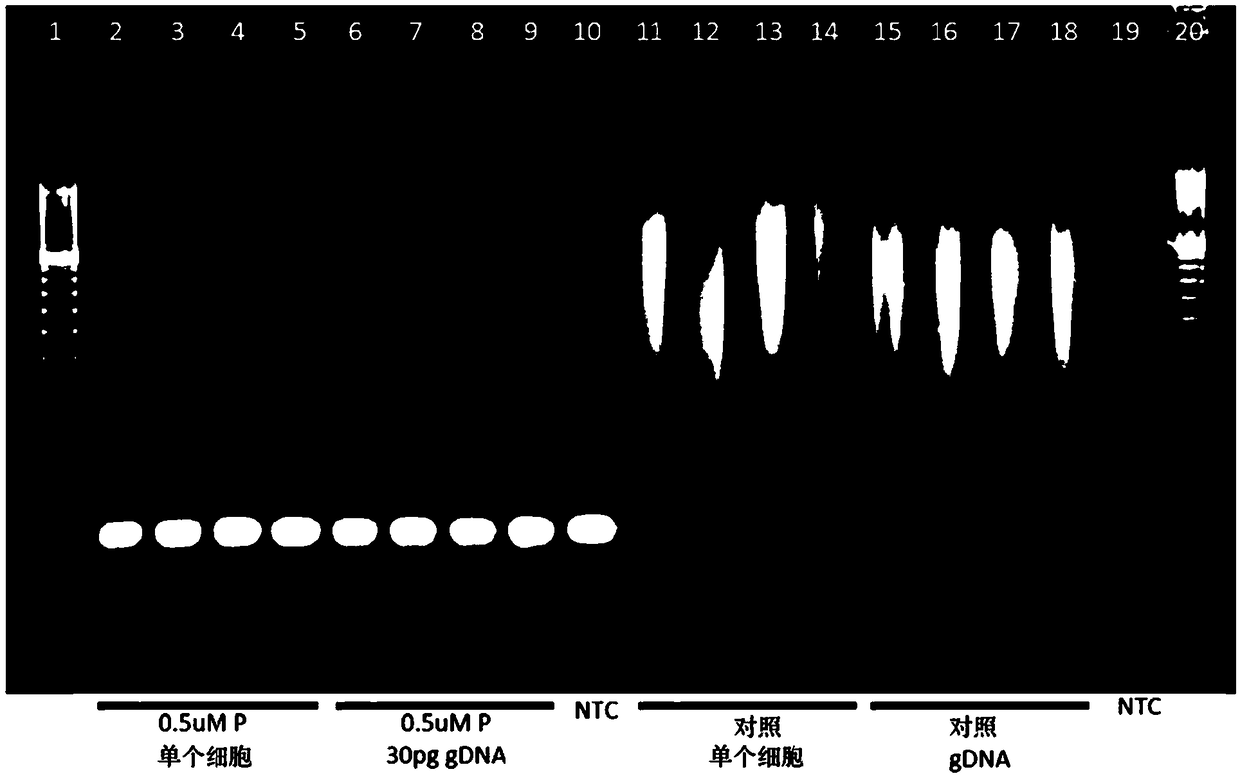 Amplification of target sequences