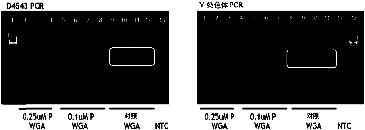 Amplification of target sequences