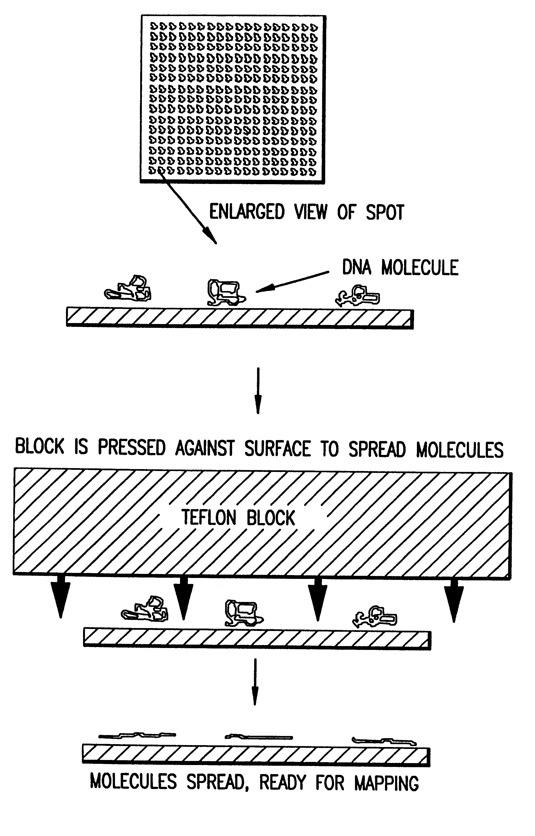 Image processing and analysis of individual nucleic acid molecules