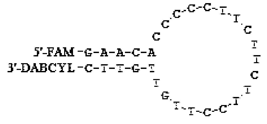 Hg2+ detection method based on molecular beacon aptamer