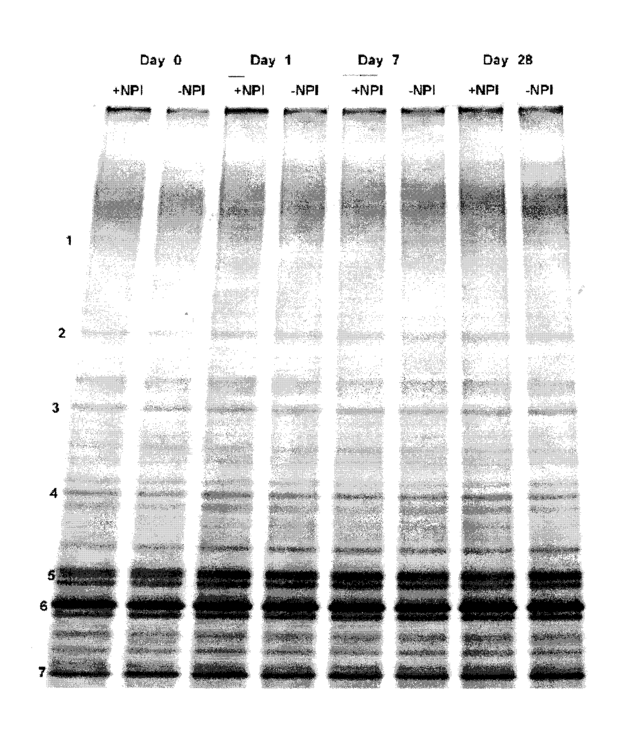 Composition And Method For Stabilizing And Maintaining The Viability Of Hardy Microorganisms