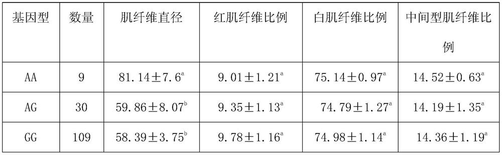 A SNP molecular marker affecting pig muscle fiber diameter and its application