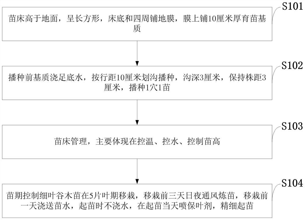 Transplantation method for Li brocade dye Memecylonscutellatum(Lour.) Hook. et Arn.