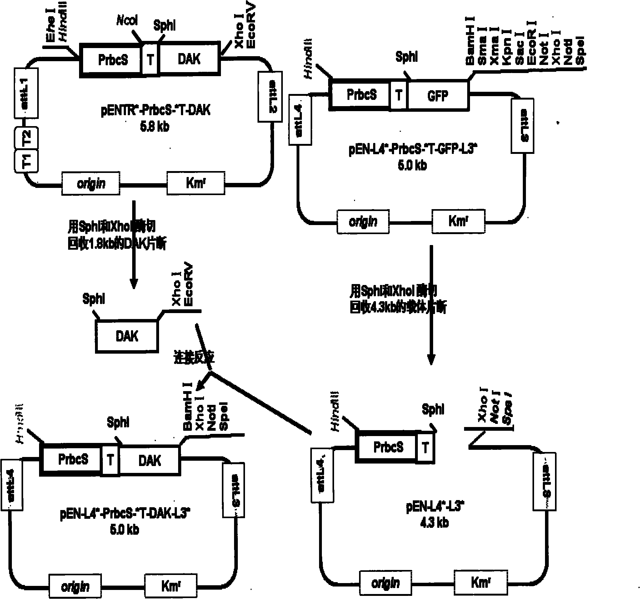 Plant expression vector constructed by dihydroxy acetone synthetase and dihydroxy acetone kinase gene expression cassette in series as well as construction method and application thereof