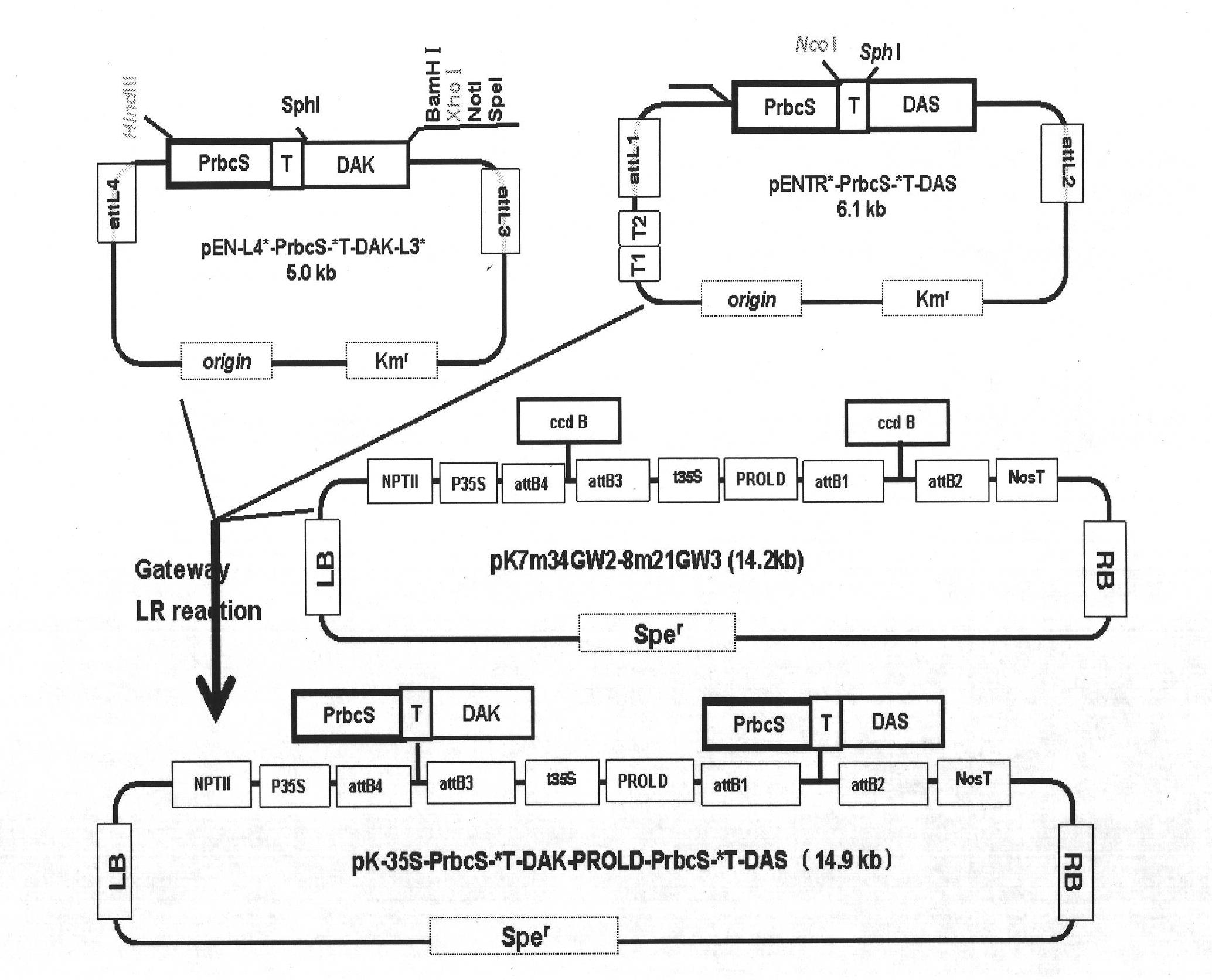 Plant expression vector constructed by dihydroxy acetone synthetase and dihydroxy acetone kinase gene expression cassette in series as well as construction method and application thereof