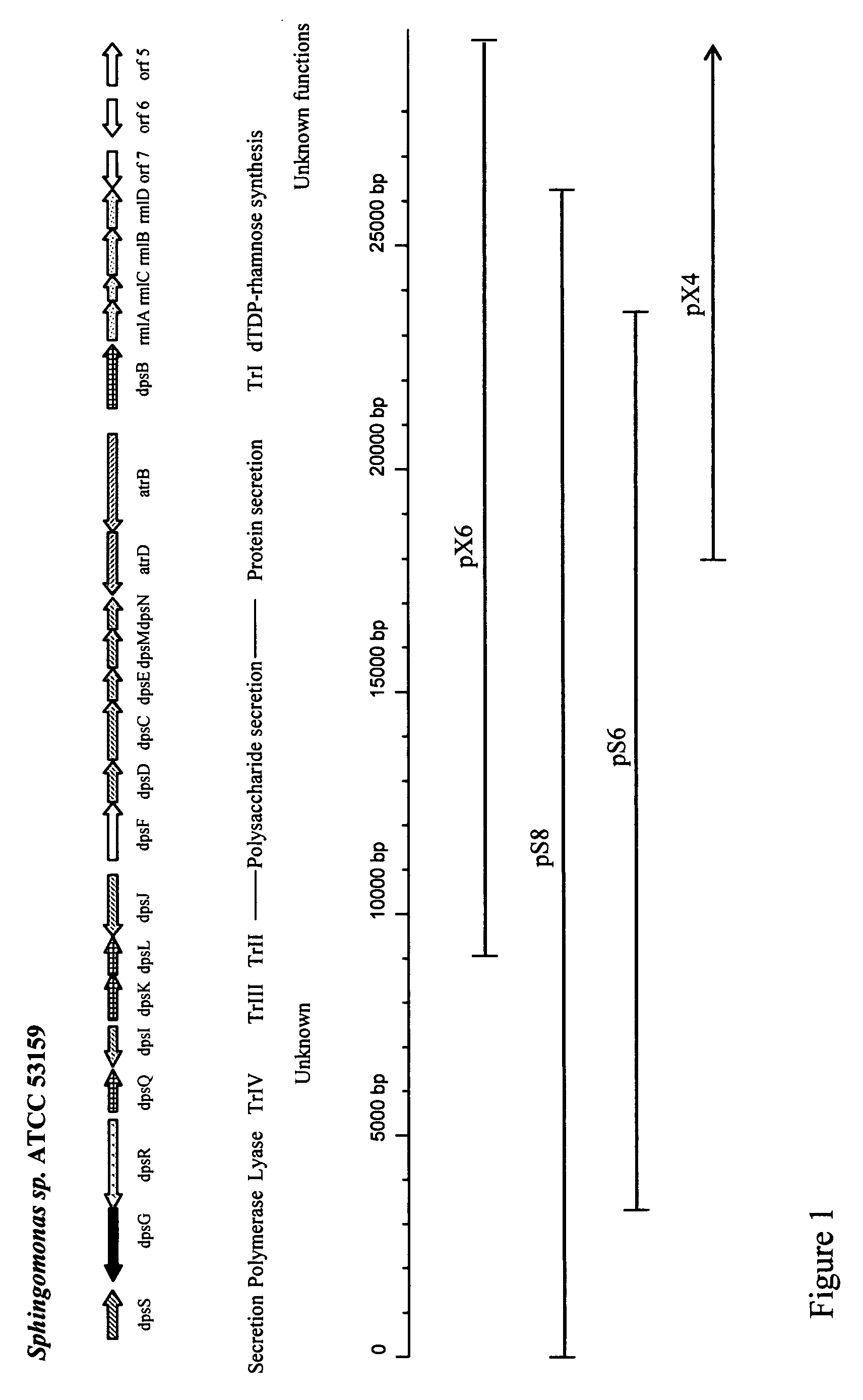 High viscosity diutan gums