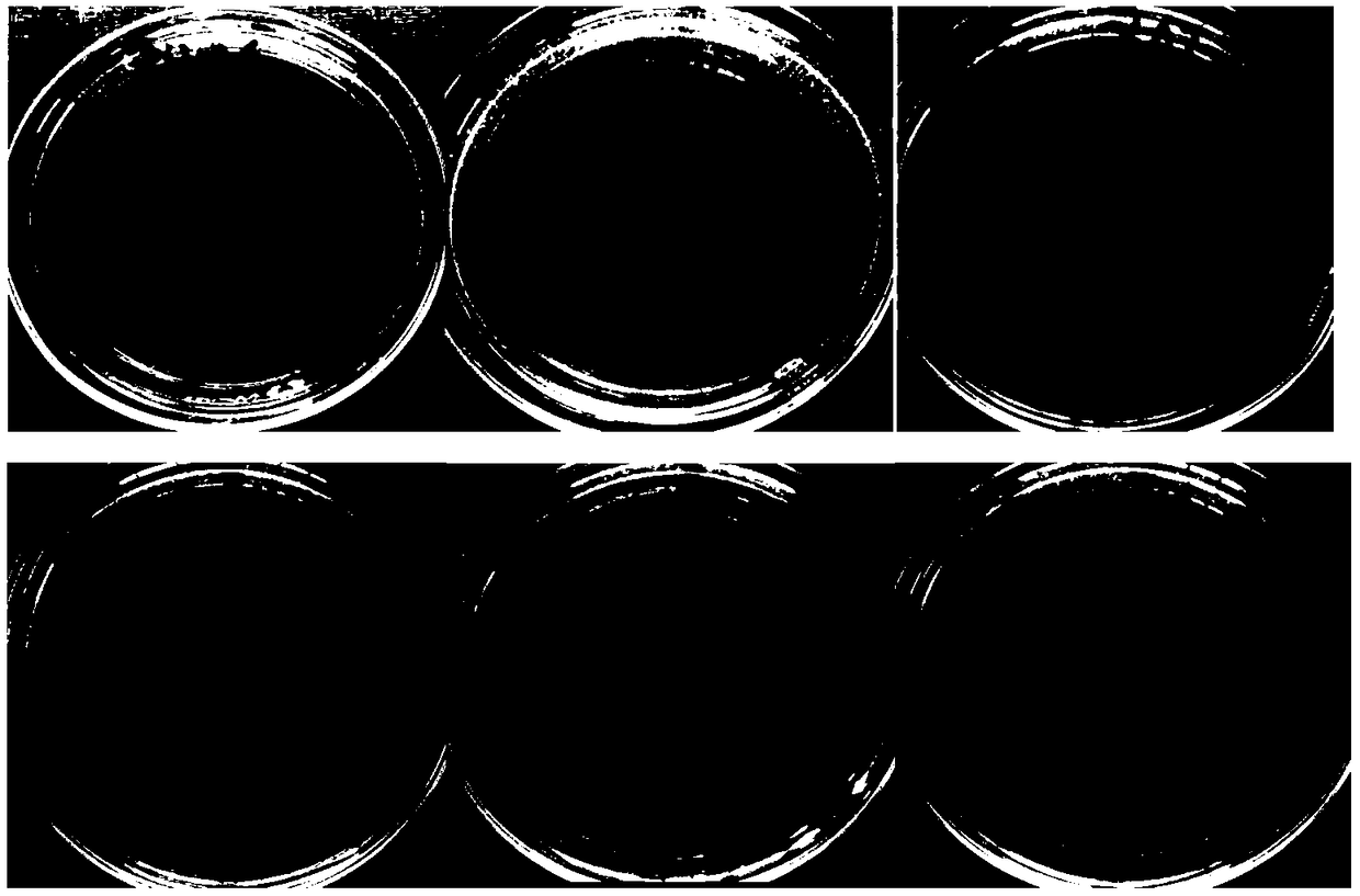 Preparation method of mango lactic acid beverage improving oxidation resistance