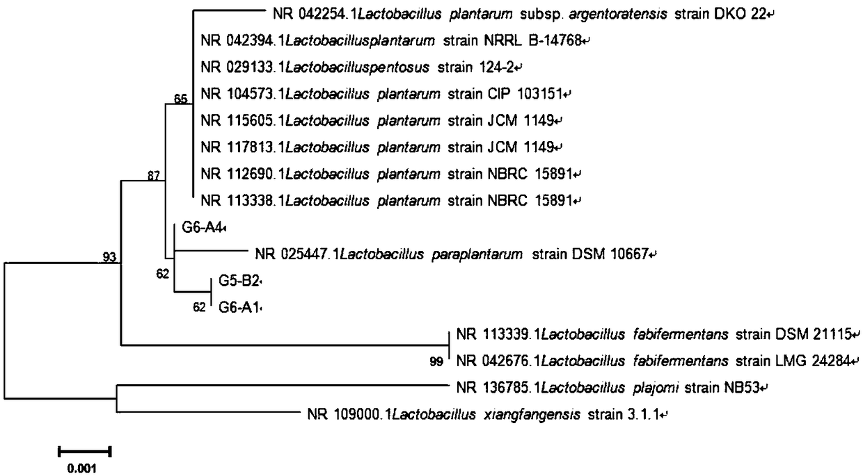 Preparation method of mango lactic acid beverage improving oxidation resistance