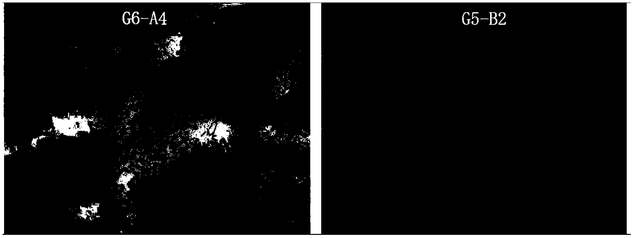 Preparation method of mango lactic acid beverage improving oxidation resistance