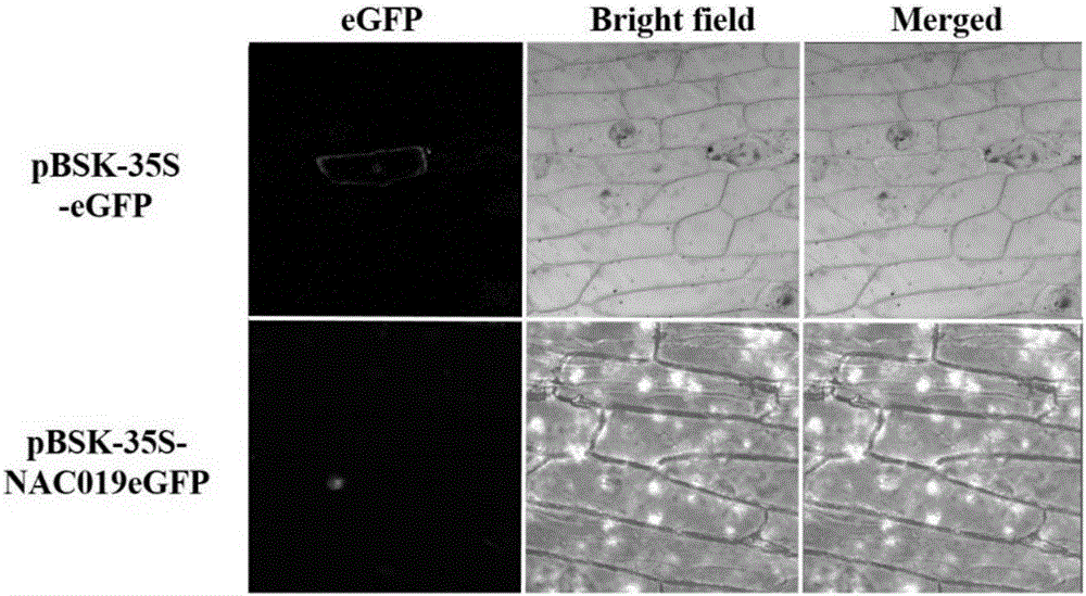 Plant stress resistance related protein GsNAC019, encoding gene and application thereof