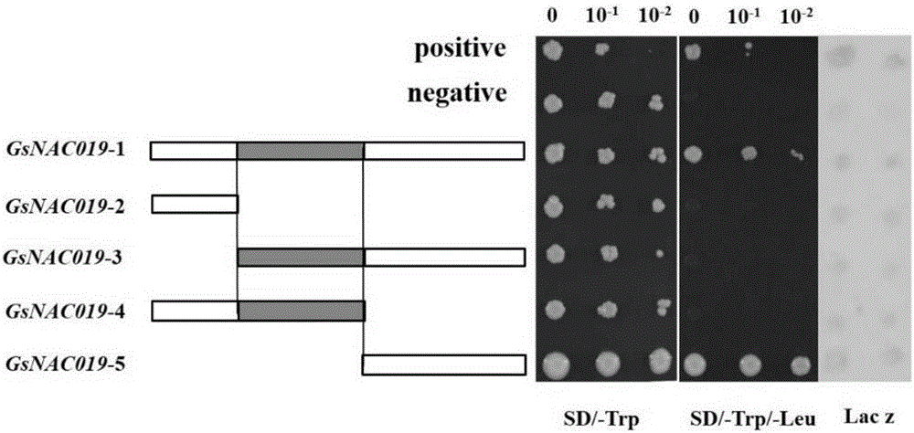 Plant stress resistance related protein GsNAC019, encoding gene and application thereof