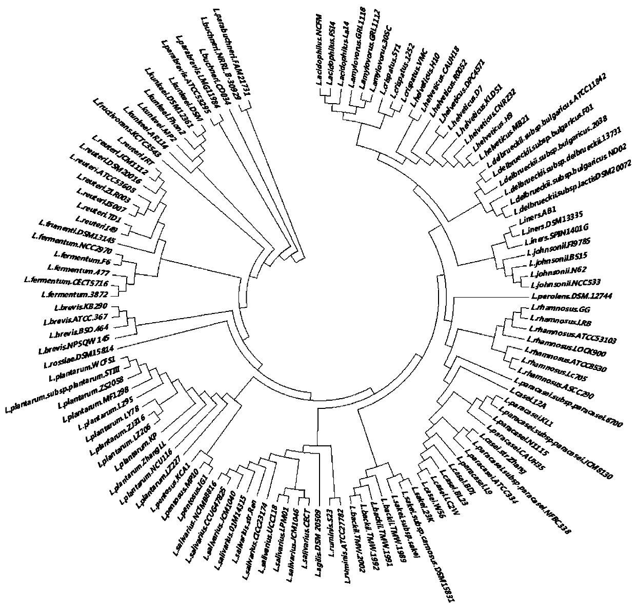 Method for screening and/or identifying lactobacillus and application of method