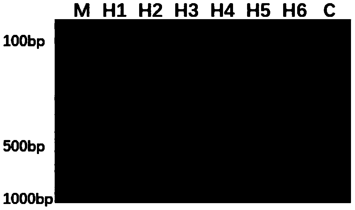 Method for screening and/or identifying lactobacillus and application of method