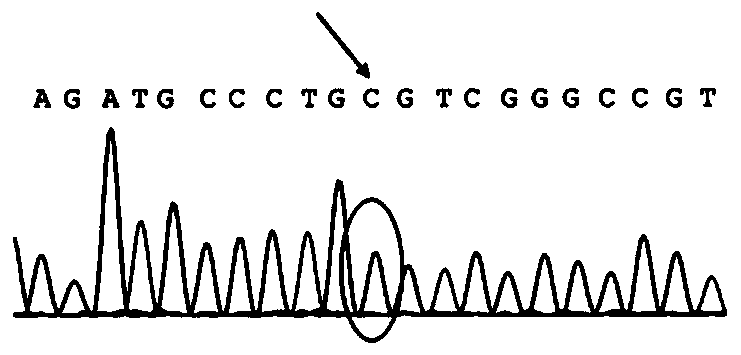 Primer for detecting congenital renal diabetes insipidus AVPR2 gene mutation, method thereof and kit