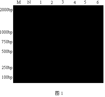 Method for detecting five plant viruses synchronously