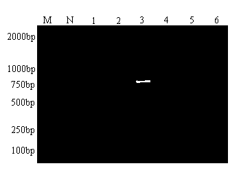 Method for detecting five plant viruses synchronously