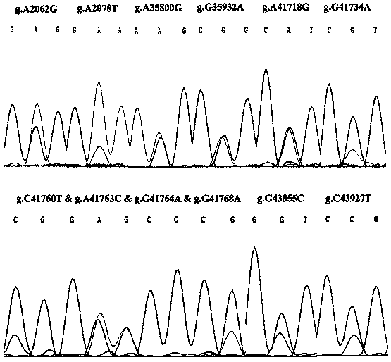 Method for rapidly detecting single nucleotide polymorphism (SNP) of bovine PNPLA3 (patatin like phospholipase domain-containing 3) gene and application of method