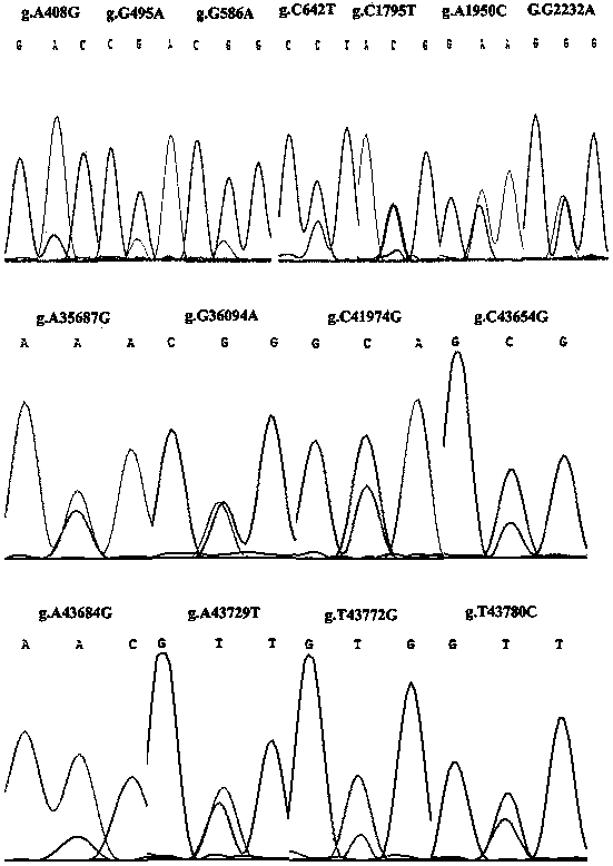 Method for rapidly detecting single nucleotide polymorphism (SNP) of bovine PNPLA3 (patatin like phospholipase domain-containing 3) gene and application of method