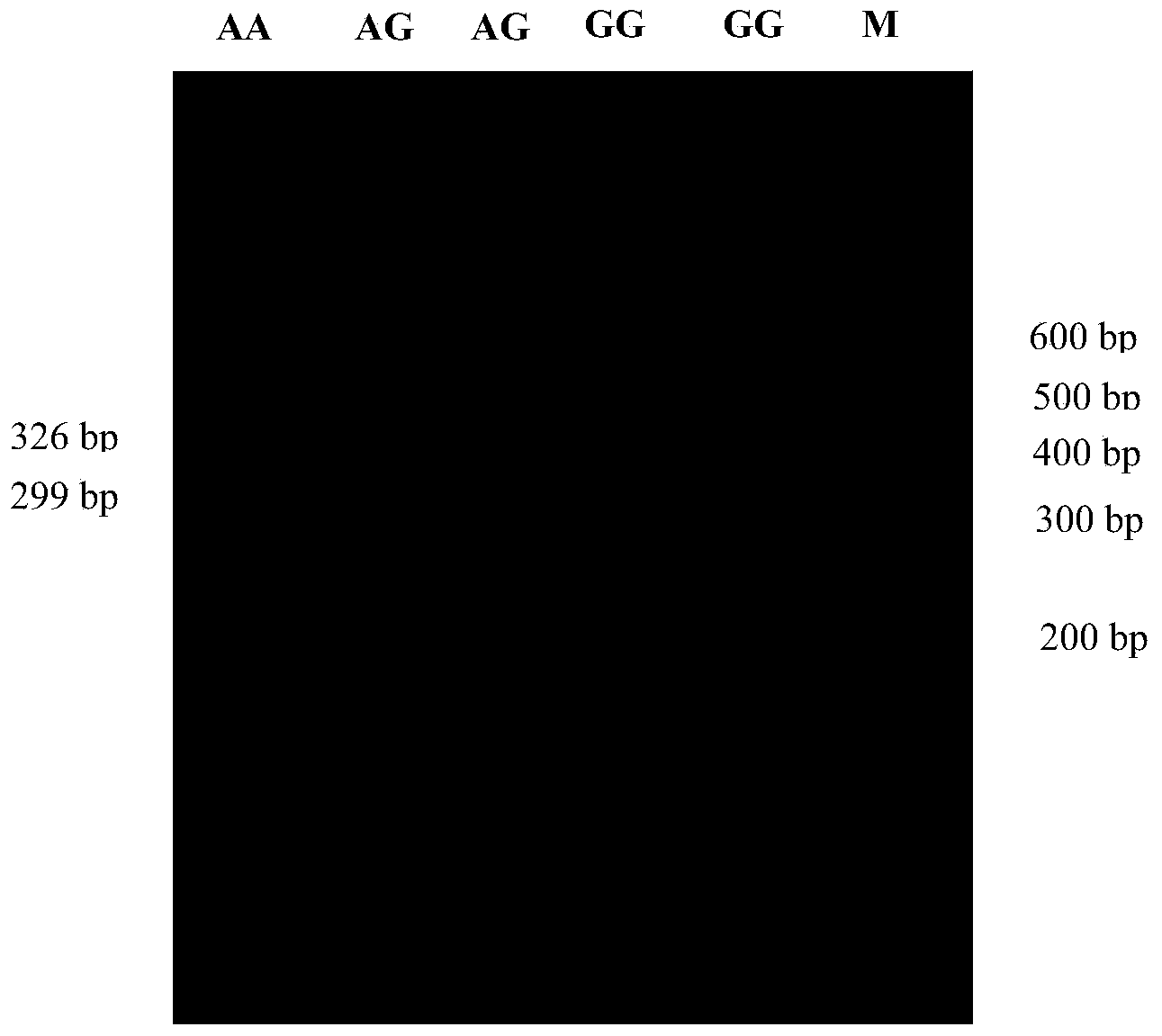 Method for rapidly detecting single nucleotide polymorphism (SNP) of bovine PNPLA3 (patatin like phospholipase domain-containing 3) gene and application of method