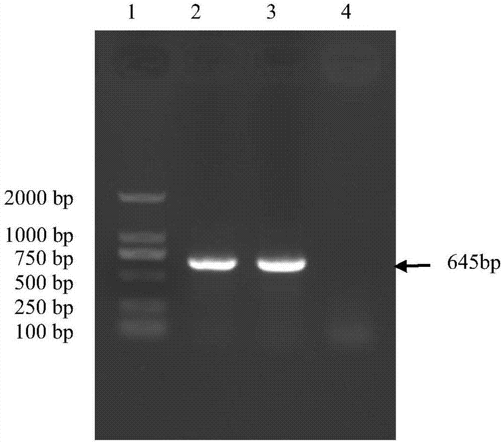 Porcine epidemic diarrhea virus inactivated vaccine and preparation method thereof