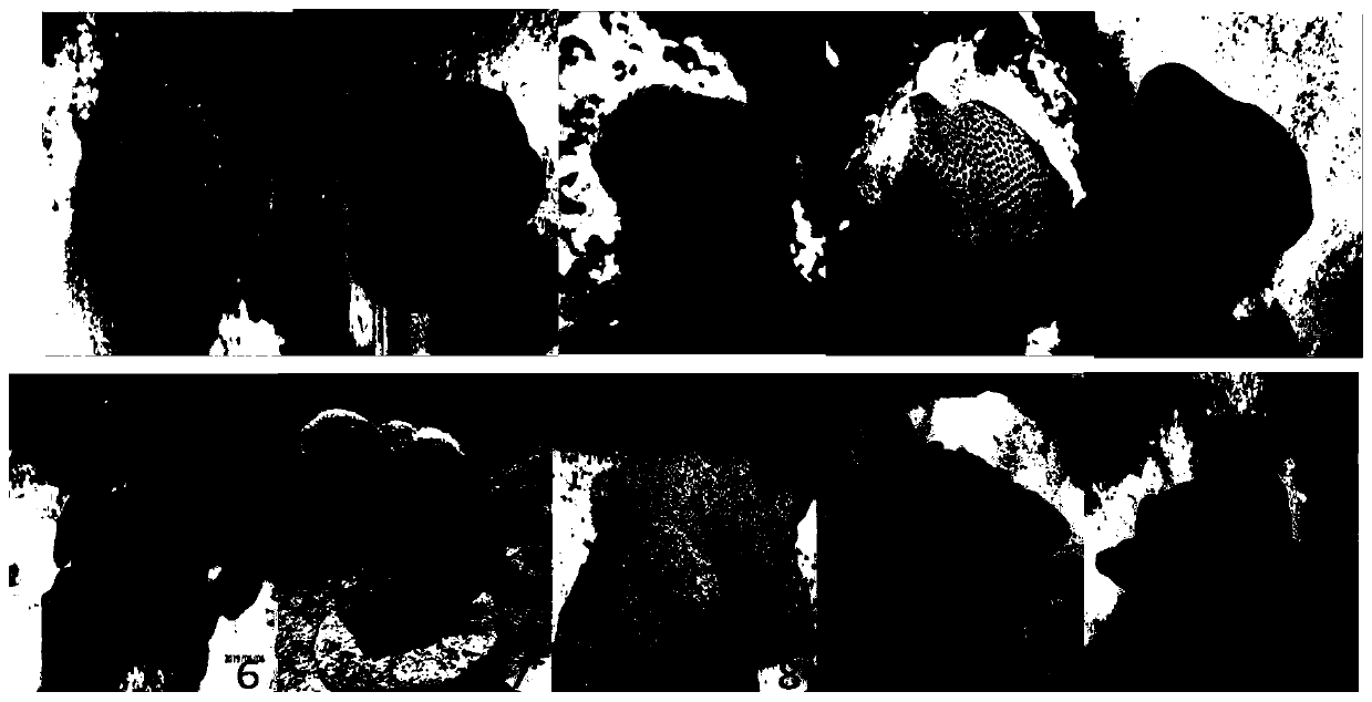 Method for assessing heat resistance of coral