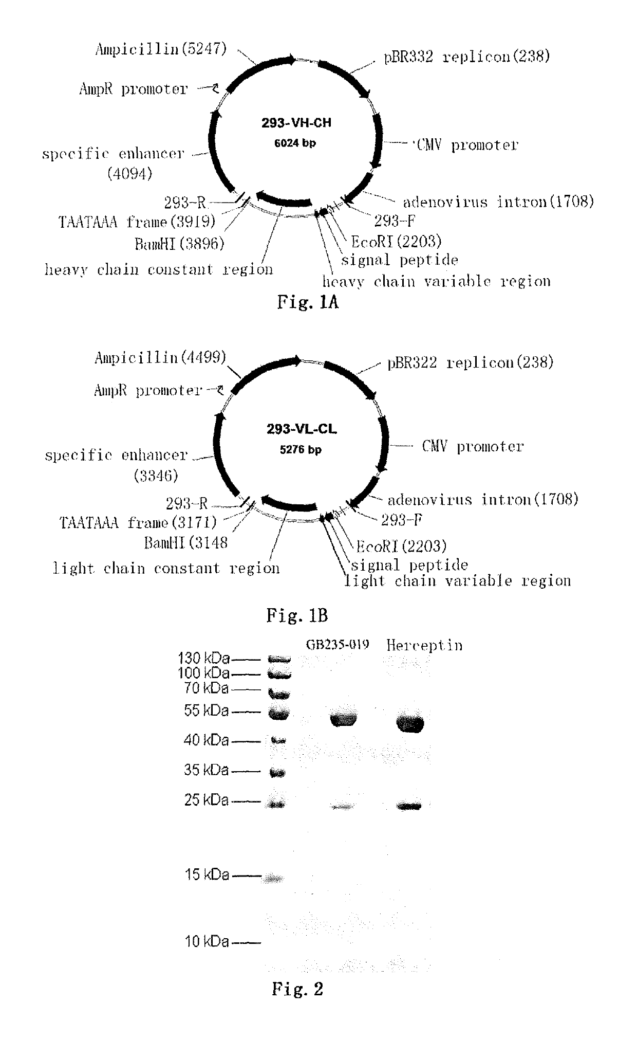 Mutated antibody of fully humanized HER2 antibody, and encoding gene and use thereof