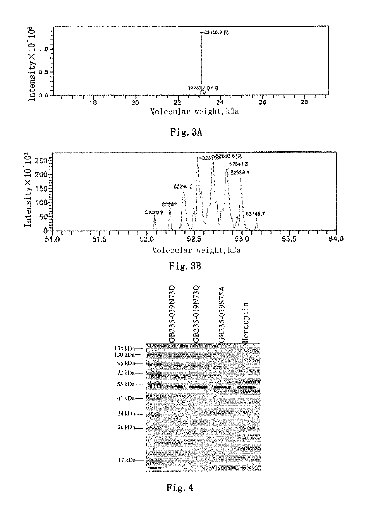 Mutated antibody of fully humanized HER2 antibody, and encoding gene and use thereof