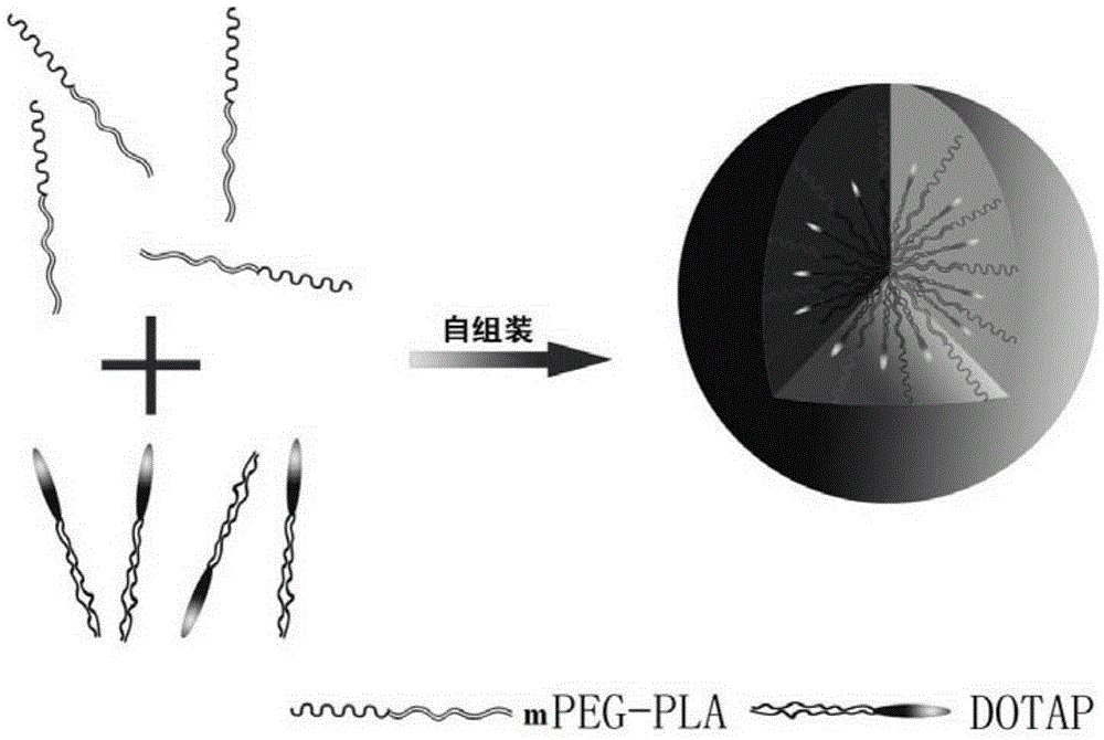 DOTAP-mPEG-PLA nanoparticles, solution of nanoparticles, medicine-carrying compound as well as preparation method and application