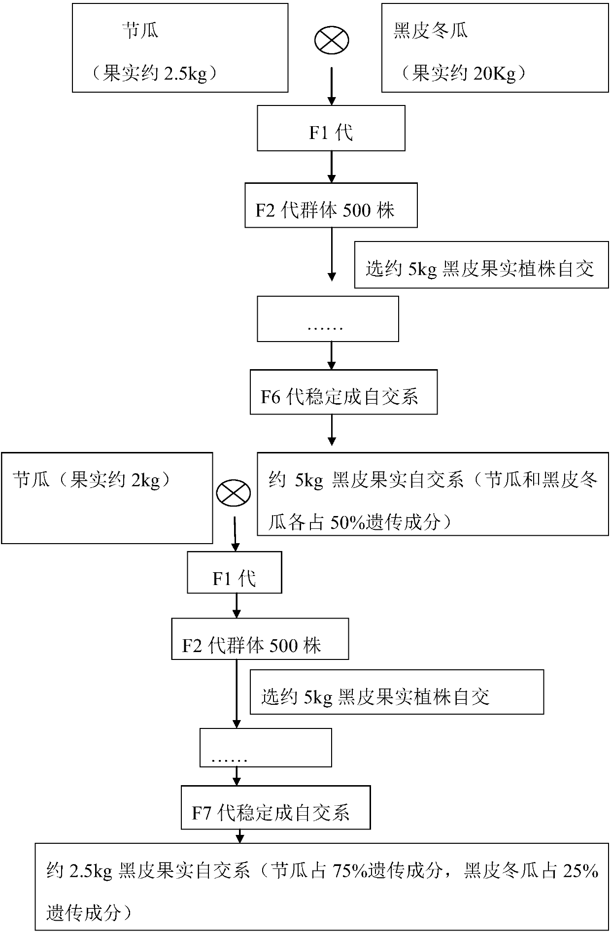 Secondary pedigree breeding method for breeding black peel and fruit size of white gourd-hairy squash hybrid