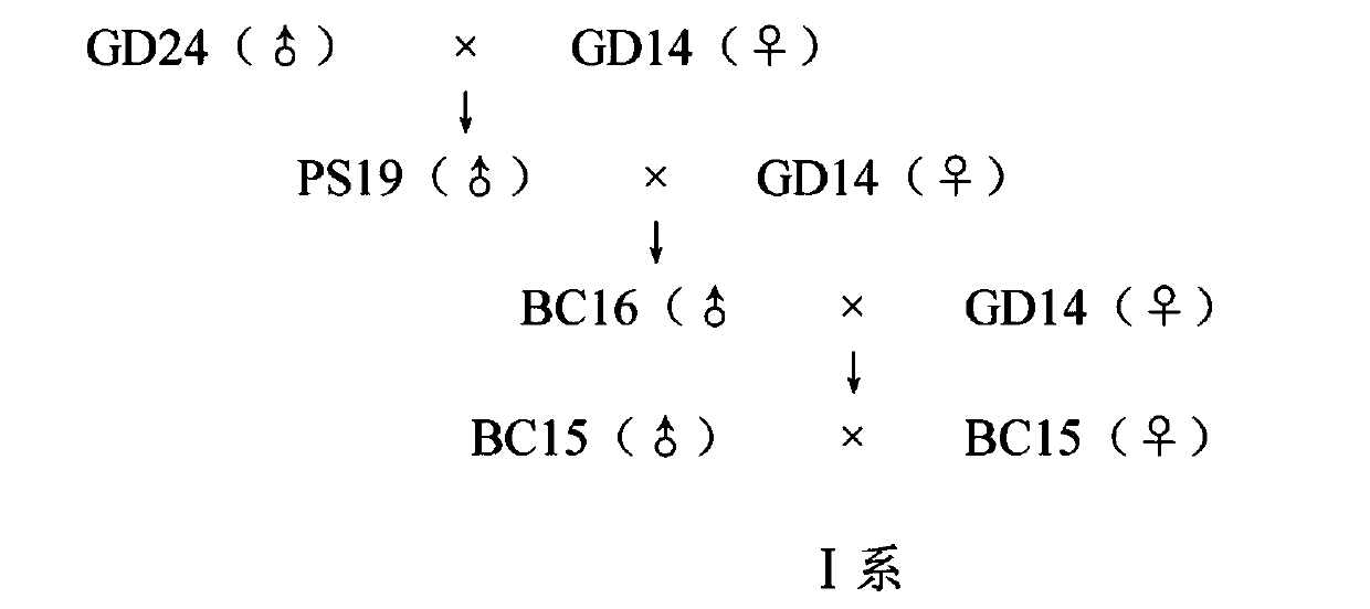 Culture method for white meat rabbit three-line complete set line