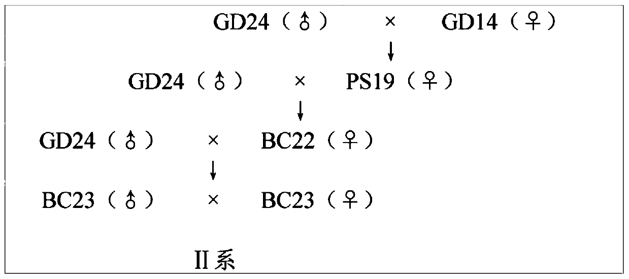 Culture method for white meat rabbit three-line complete set line