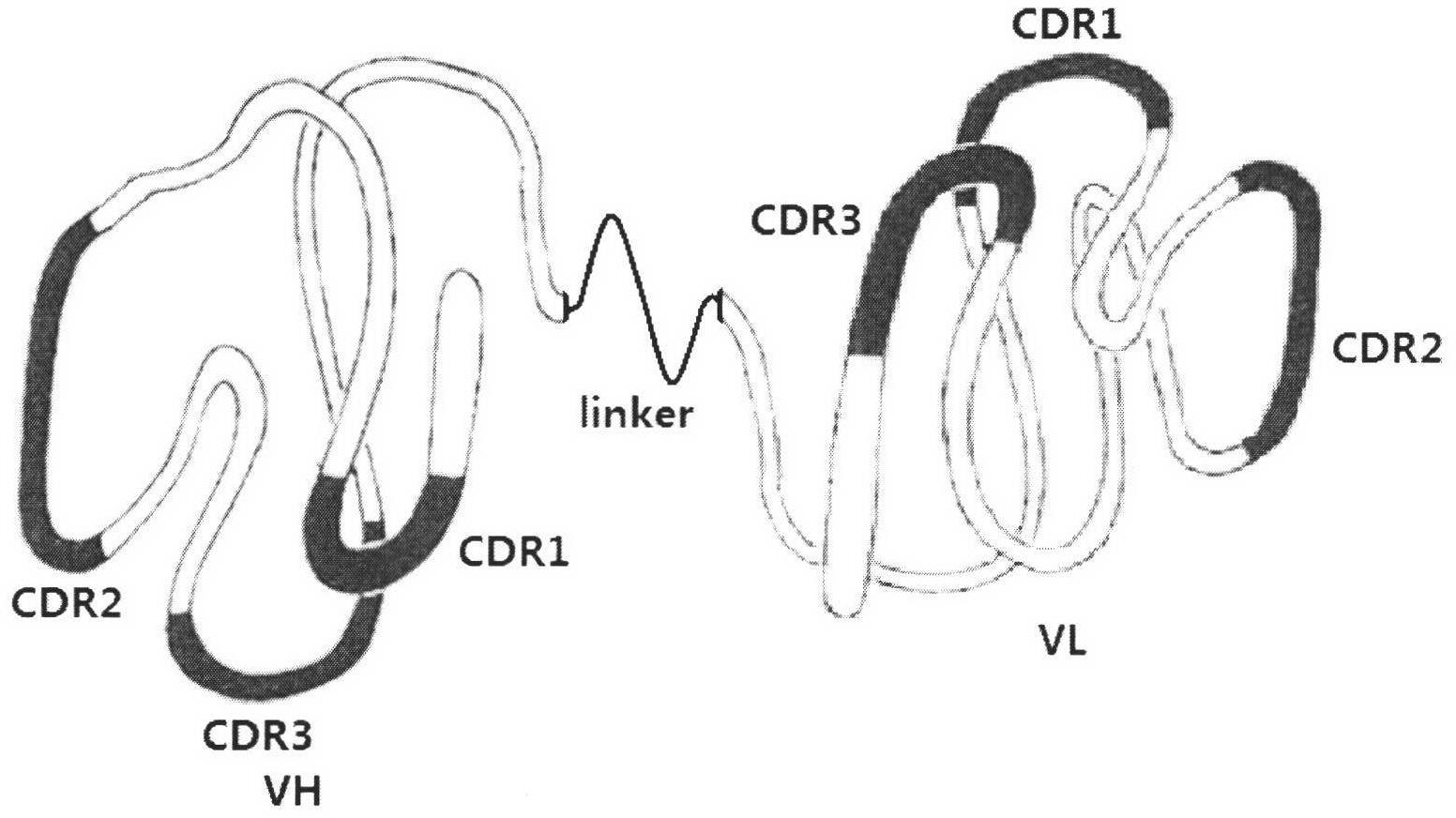 Single-chain antibody of fully-human anti-human interleukin-21 receptor and application thereof