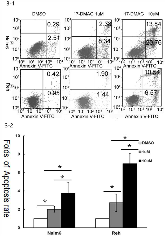 Application of 17-dmag in the preparation of drugs for inhibiting childhood acute lymphoblastic leukemia