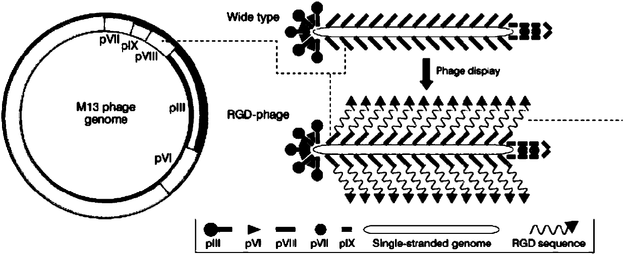 Preparation method and application of bacteriophagic hemostatic agent