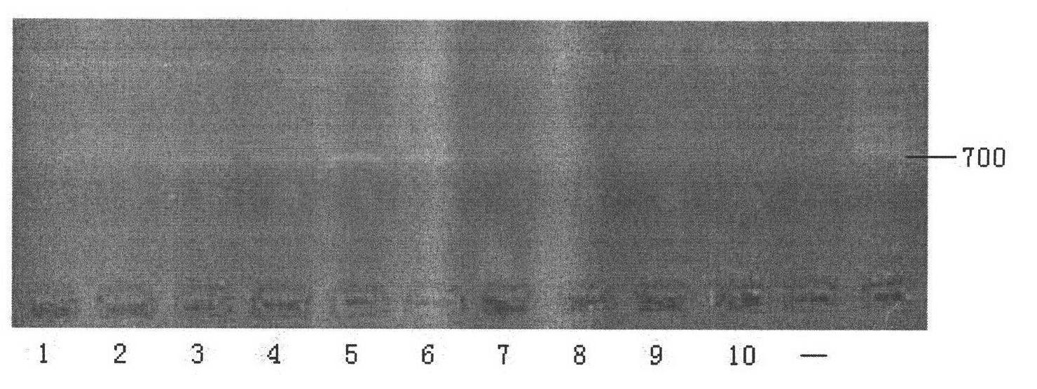 Primer, reagent kit and method for detecting EB (Epstein-Barr) virus