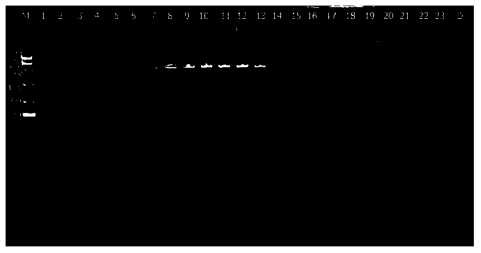 Molecular identification method for China rana rugulosa and Thailand rana rugulosa