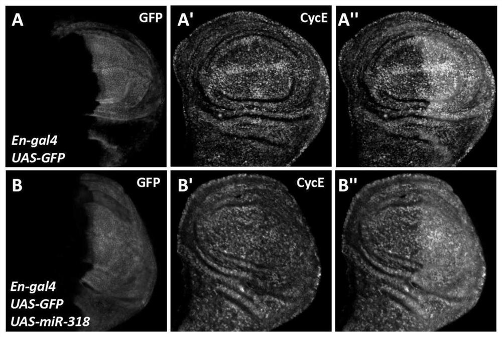 A mir-318 that regulates insect wing development and its application in pest control