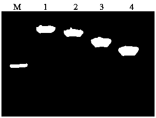 Construction method for recombinant baculovirus used for expressing L-amino acid oxidase of Siganus oramin