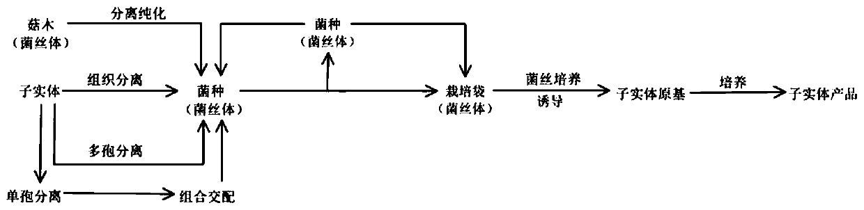 Direct regeneration culture method for tremella aurantia fruiting bodies