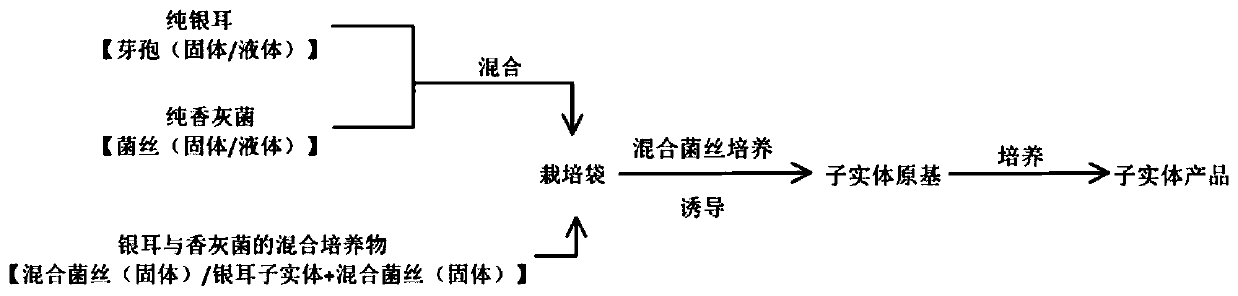 Direct regeneration culture method for tremella aurantia fruiting bodies