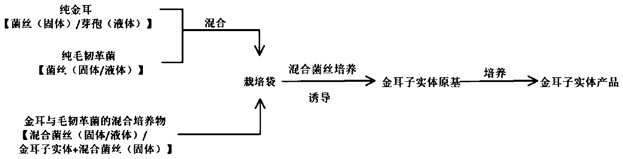 Direct regeneration culture method for tremella aurantia fruiting bodies