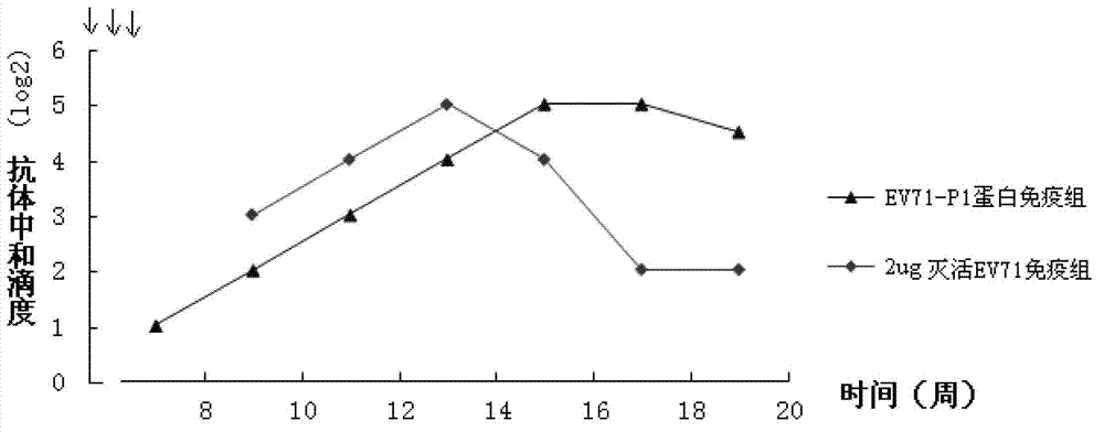 Genetic engineering protein vaccine for preventing EV71, and preparation method thereof