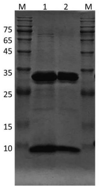 T cell antigen receptor, polymer complex thereof, and preparation methods and applications of T cell antigen receptor and polymer complex thereof