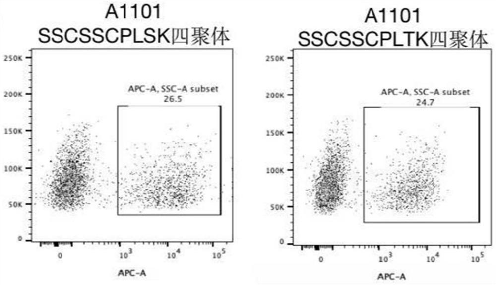 T cell antigen receptor, polymer complex thereof, and preparation methods and applications of T cell antigen receptor and polymer complex thereof